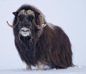 muskox