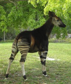 okapi