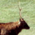 Sika Deer (Cervus nippon)