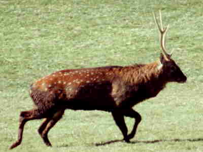 Sika Deer