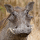 Warthog (Phacochoerus africanus)