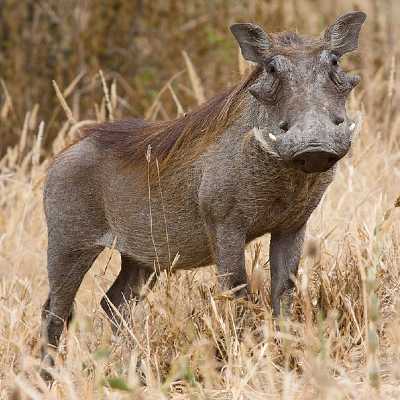 warthog