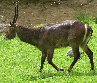 Ellipsen Waterbuck