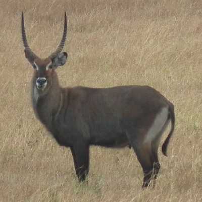 Defassa Waterbuck