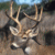 Whitetail Deer (Odocoileus virginianus)