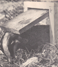 a badger gate