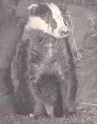 a badger bringing new bedding material to the sett