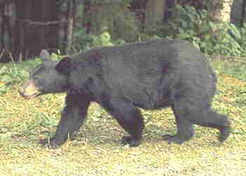 Black Bear