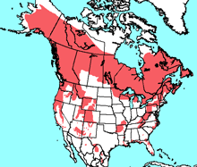 distribution of the black bear