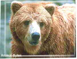 Cinnamon Bear