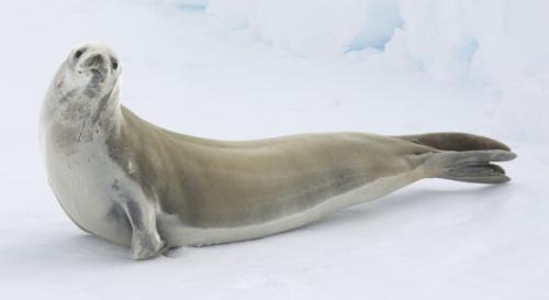 crabeater seal