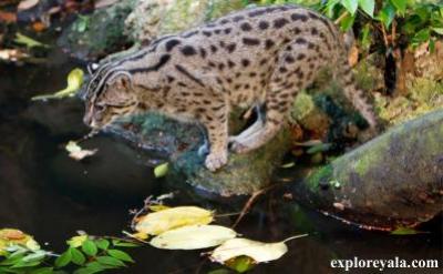 fishing cat