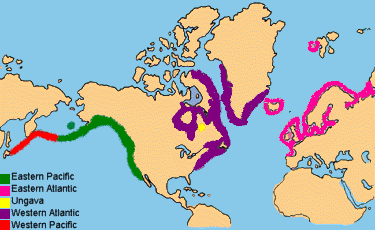 distribution of harbor seals