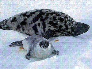 mother and juvenile hooded seals