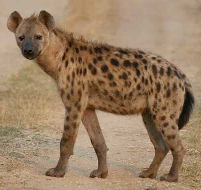 spotted hyena