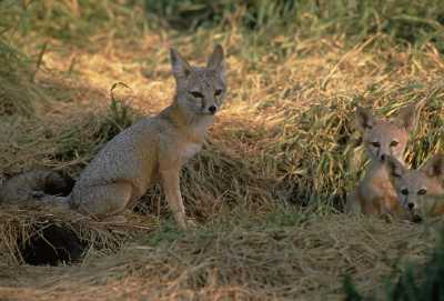 family of San Joaquin Kit Foxes