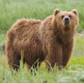 Kodiak Bear