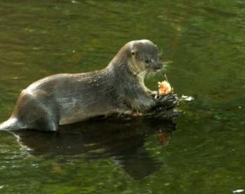 River Otter