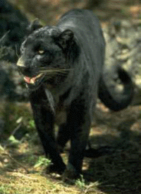 black leopard