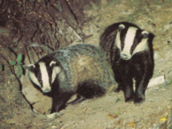 Eurasian Badger