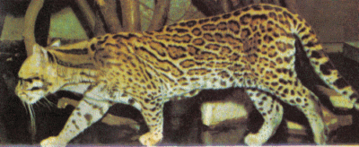 ocelot