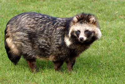 Raccoon Dog