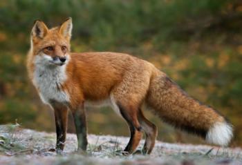 Red Fox