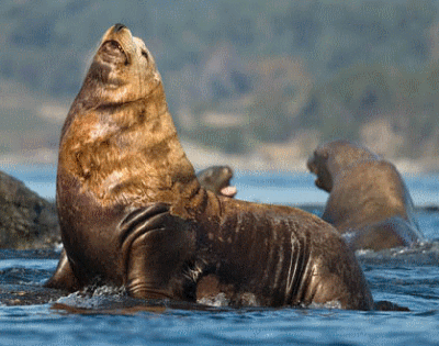 Steller Sea Lion