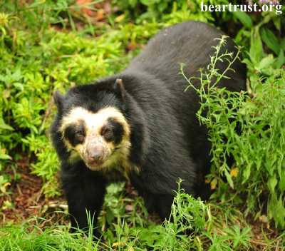 Spectacled Bear