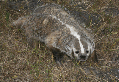 American Badger