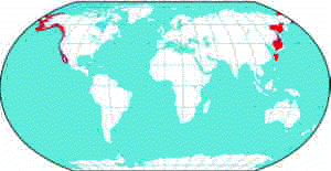 distribution of the gray whale