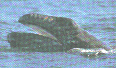 Gray Whale