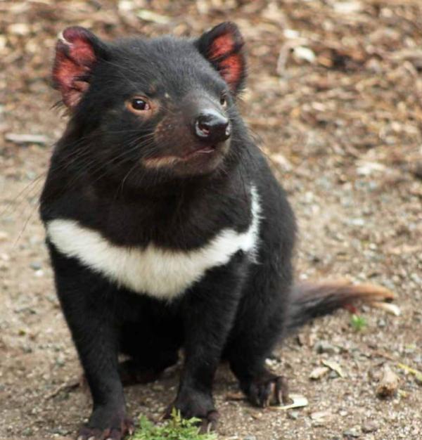 Tasmanian Devil