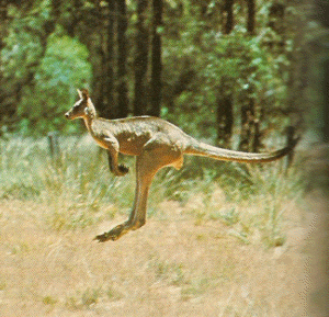 a kangaroo hopping