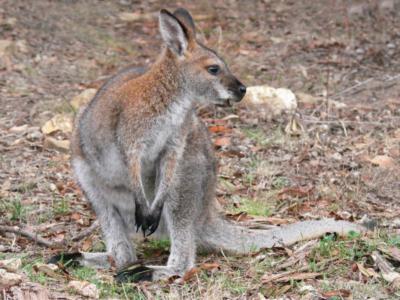 red-necked wallaby