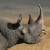 Black Rhinoceros (Diceros bicornis)