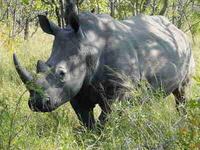 White Rhinoceros