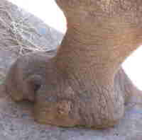 white rhino foot