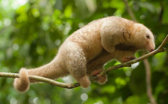 silky anteater