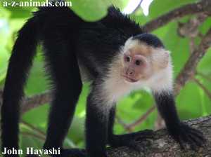 White-Faced Capuchin