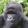 Eastern Gorilla (Gorilla beringei)