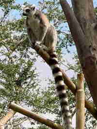 Ring-Tailed Lemurs