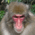 Japanese Macaque (Macaca fuscata)