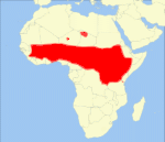 distribution of the olive baboon