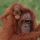 Bornean Orangutan (Pongo pygmaeus)