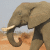 African Elephant (Loxodonta africana)