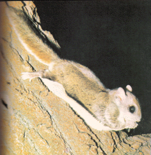 northern flying squirrel