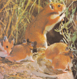 a family of hamsters