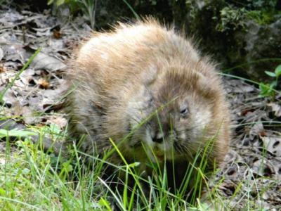 muskrat