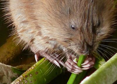 muskrat eating